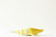 Seashell