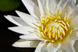 White waterlily