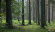 Early morning in the forest with dead spruces still standing Early morning in the forest with dead spruces still standing