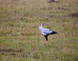 Secretary Bird