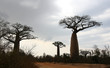 Baobabs Madagaskar