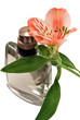 perfume and an alstroemeria flower isolated on white background perfume and an alstroemeria flower isolated on white background