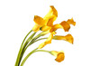beautiful flowers beautiful flowers