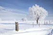 Tree in frost