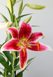 lys rouge oriental
