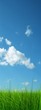 Green grass over a blue sky background Green grass over a blue sky background