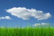 Green grass over a blue sky background Green grass over a blue sky background