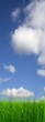 Green grass over a blue sky background Green grass over a blue sky background
