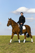Novice Horse Rider Novice Horse Rider