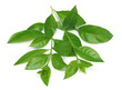 Henna leaves