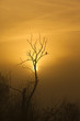 morgenstimmung