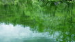 池に写る新緑の木々と青空