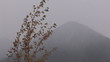 Mellow autumn, leaf fall