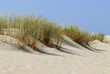 Dunes de La Coubre en Charente-Poitou, France Dunes de La Coubre en Charente-Poitou, France