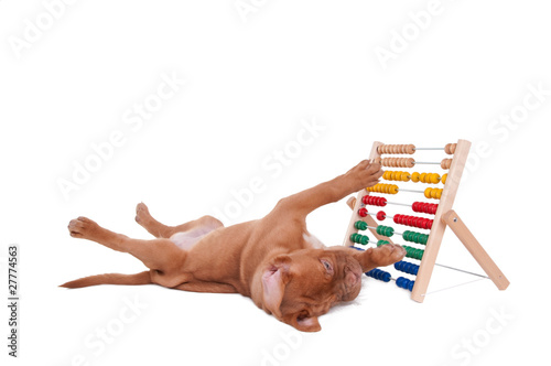 Foto: Puppy playing with abacus Puppy playing with abacus
