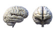 brain