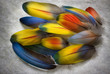 Plumas Plumas
