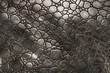 crocodile leather background
