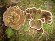 Turkey Tail (Trametes versicolor) fungus, Schmetterlingstramete