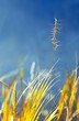 Photo: Yellow grass Yellow grass