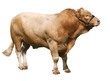 Foto: Large Gelbvieh bull Large Gelbvieh bull