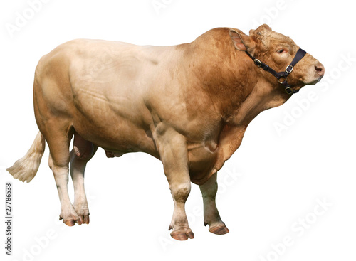 Foto: Large Gelbvieh bull Large Gelbvieh bull