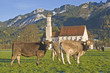 Allgäuer Idylle