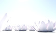Zen loto flowers on white background