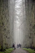 Personen spazieren im Morgennebel auf dem herbstlichen Friedhof