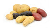 Pommes de terre variées