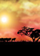 Afrika