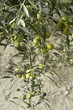 Photo: Olivas 623 Olivas 623
