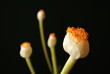 Blüte