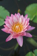 Pink water lily Pink water lily
