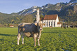 Allgäuer Idylle