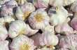 Fresh Garlic Bulbs Fresh Garlic Bulbs