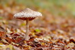 Pilz