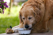 Photo: Dog eating form the bowl. Dog eating form the bowl.