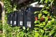 Ivy Covered Mail Boxes