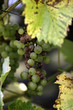 Trauben von Wildem Wein