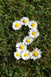 Daisy Flower Number Two Daisy Flower Number Two