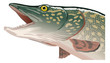 Poissons - Brochet