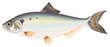 Poissons - Alose