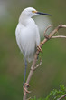 Egret Everglades National Park