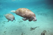 manatee and cow