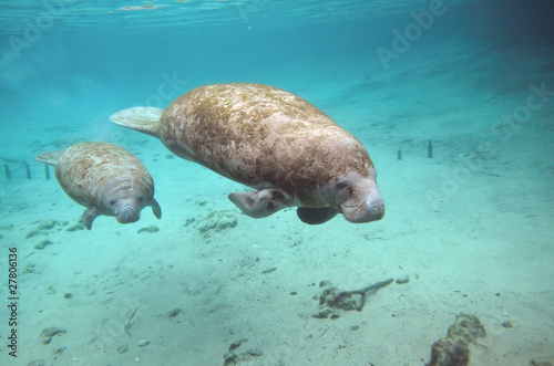 Photo: manatee and cow manatee and cow
