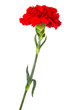 red carnation close-up