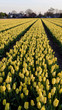 Tulip Field in Holland Tulip Field in Holland
