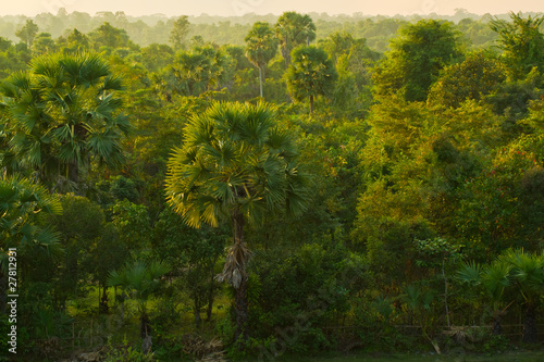 Foto: Cambodian Jungle Cambodian Jungle