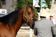 Criador de caballos